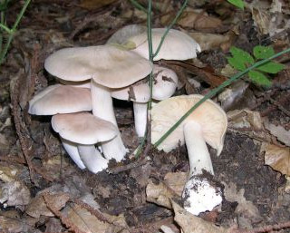   Entoloma sinuatum (Rhodophyllus sinuatus)